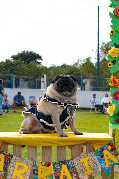 Foto do Pugnic 2026